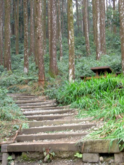 雲杉步道