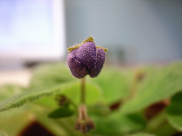 準備開花