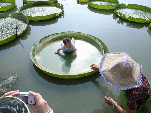 大王蓮