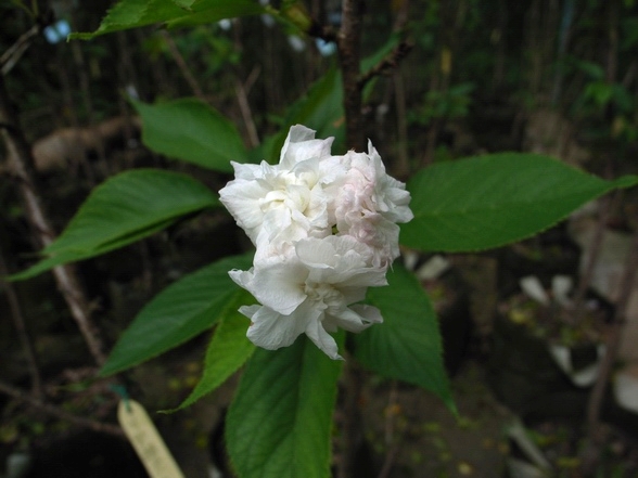 繡球櫻花