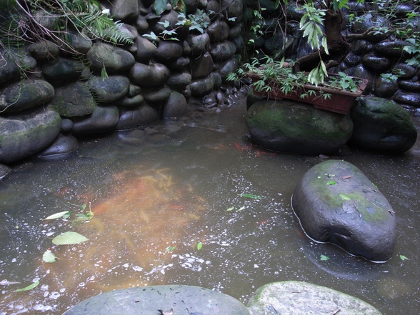 池子裡有好多錦鋰