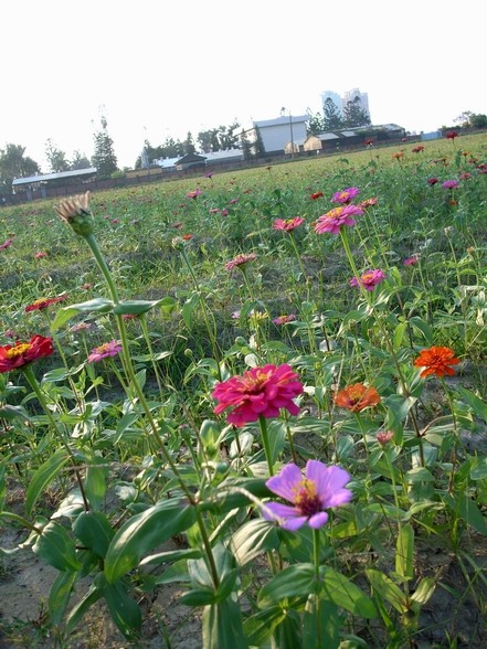 生產路花海