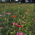 生產路花海