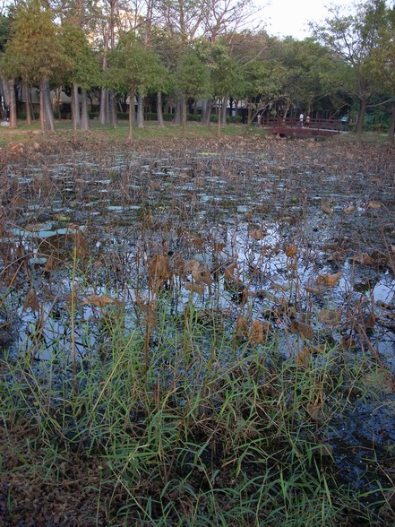 巴克禮公園