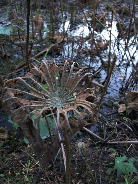 巴克禮公園