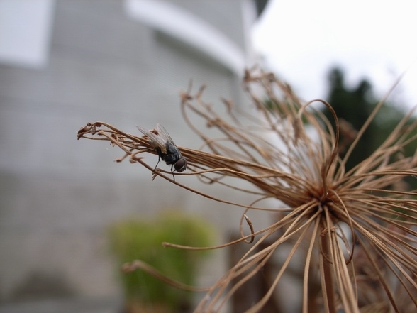 不知道是死了還是活著的蒼蠅