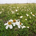 滿地小野菊