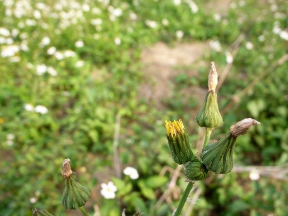 滿地小野菊