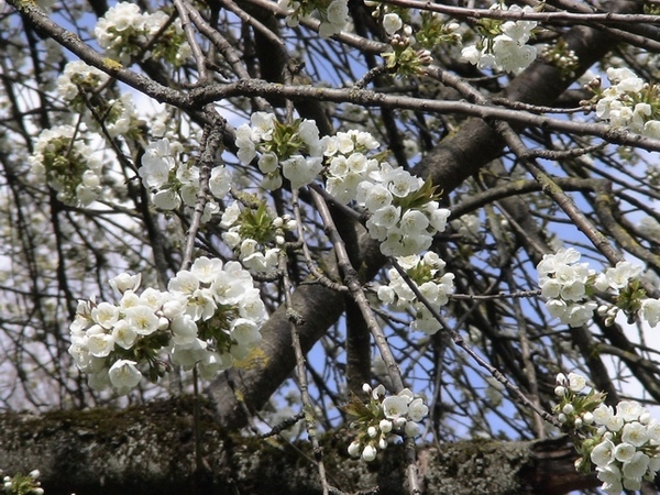 櫻花綻放