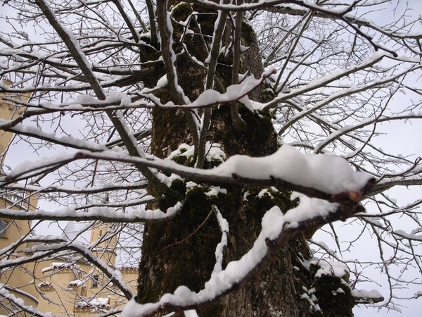 枯樹上滿滿的雪