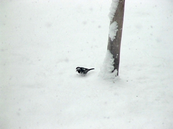 雪地裡還是有不少小動物喔