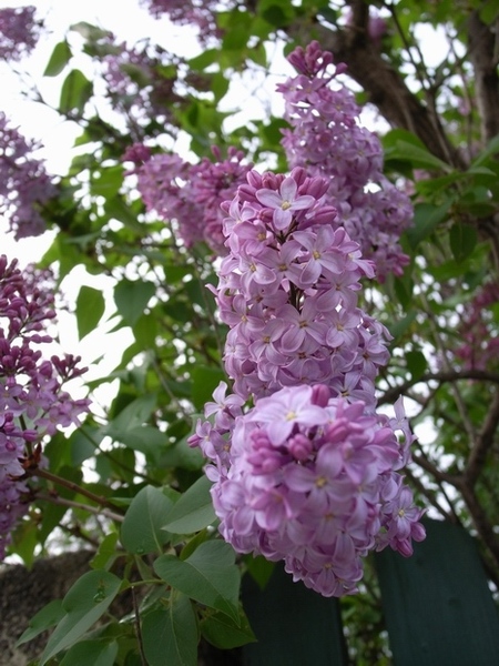 這季節的紫色花串