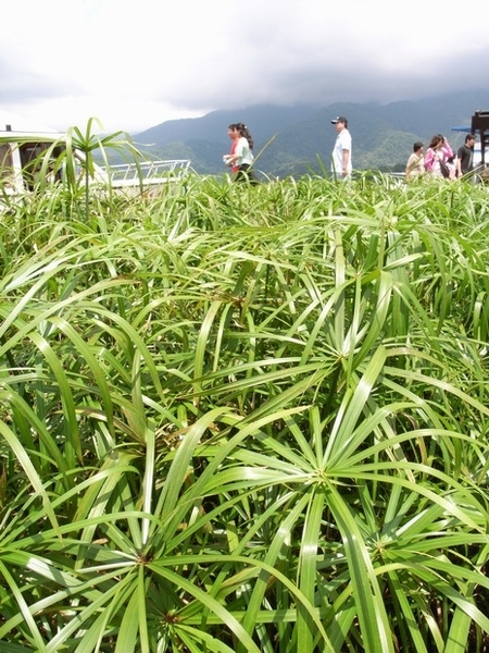 島上植物