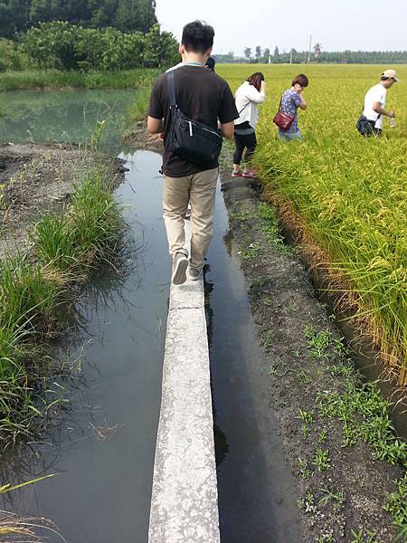 溪州芭樂一日遊