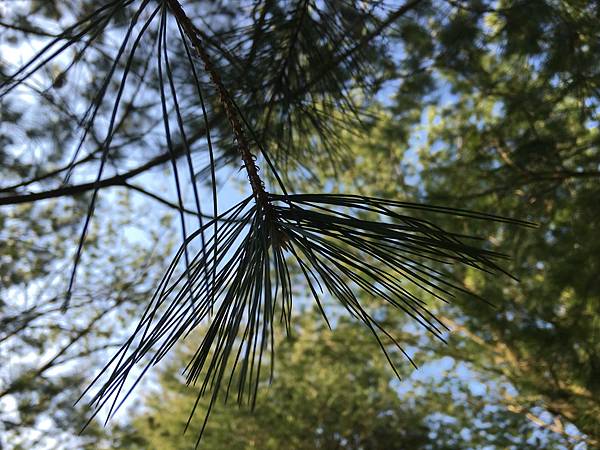 IMG_4266.JPG IMG_4266.JPG