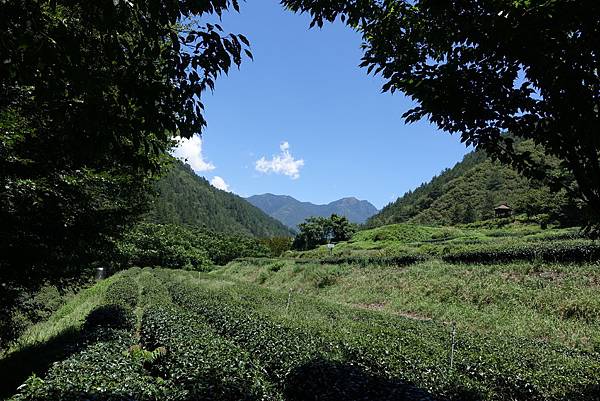 武陵農場