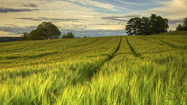 Sweden-nature-scenery-green-fields-trees-evening-summer_1920x1080.jpg Sweden-nature-scenery-green-fields-trees-evening-summer_1920x1080.jpg