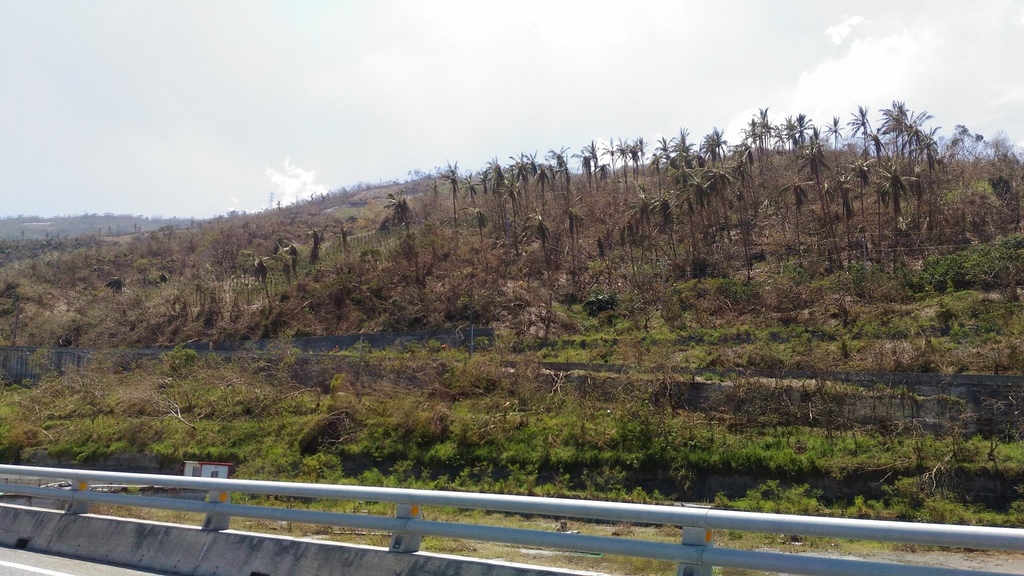 [台東單子]床墊整車滿滿,(颱風)重創(台東),整片高山枯黃