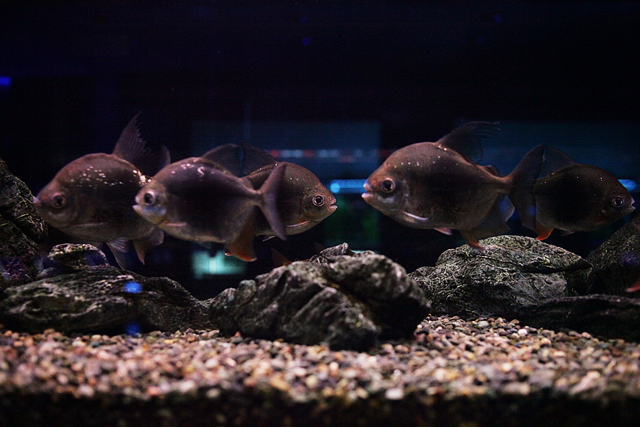 [假日好去處]超漂亮國際級水族展示廳,正式開放民眾<免費