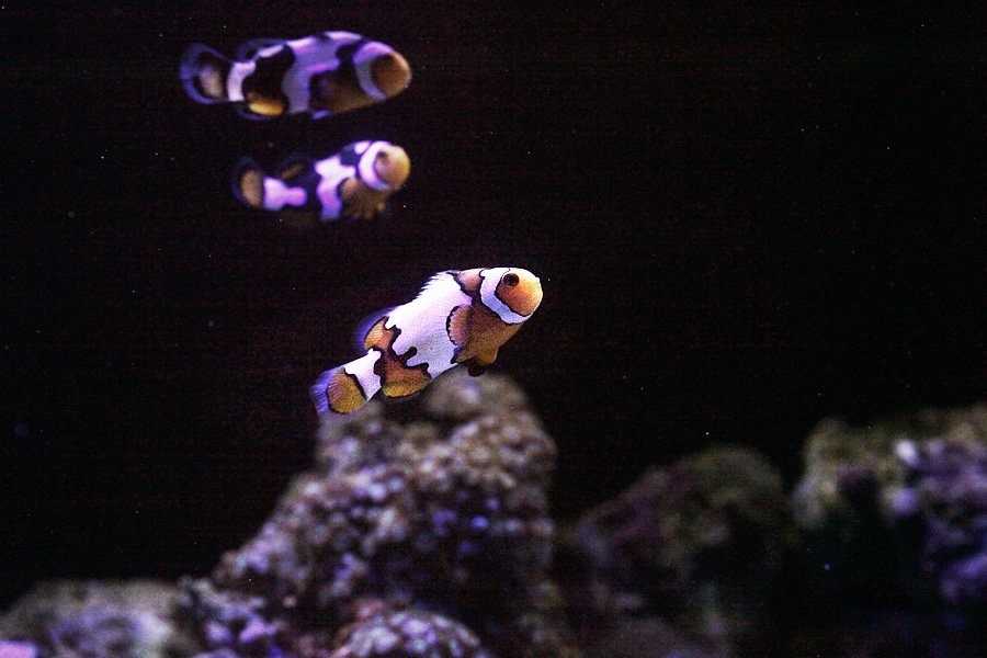 [假日好去處]超漂亮國際級水族展示廳,正式開放民眾<免費