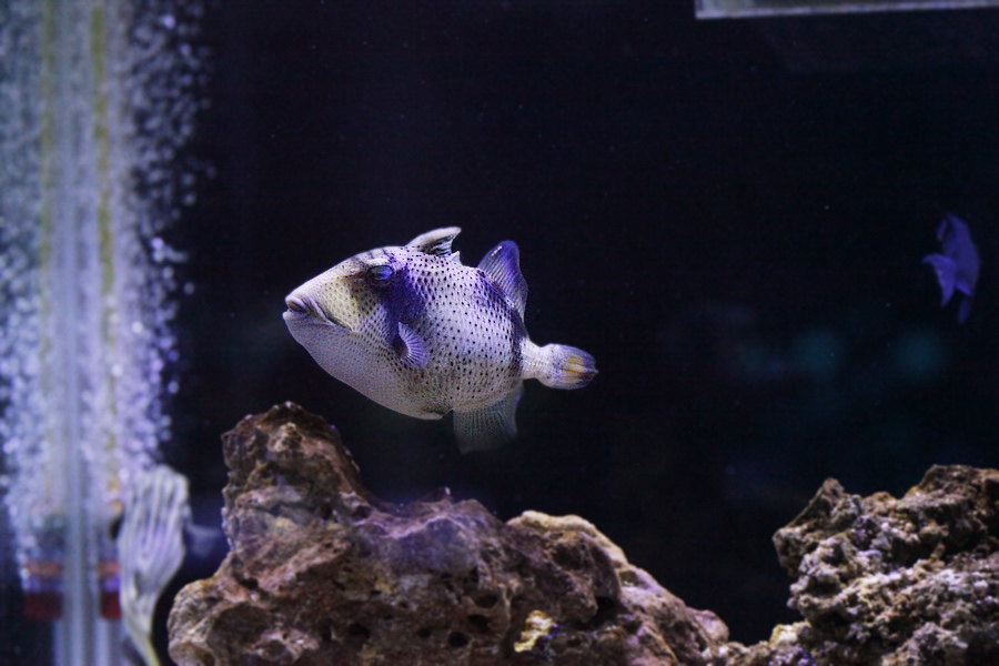 [假日好去處]超漂亮國際級水族展示廳,正式開放民眾<免費