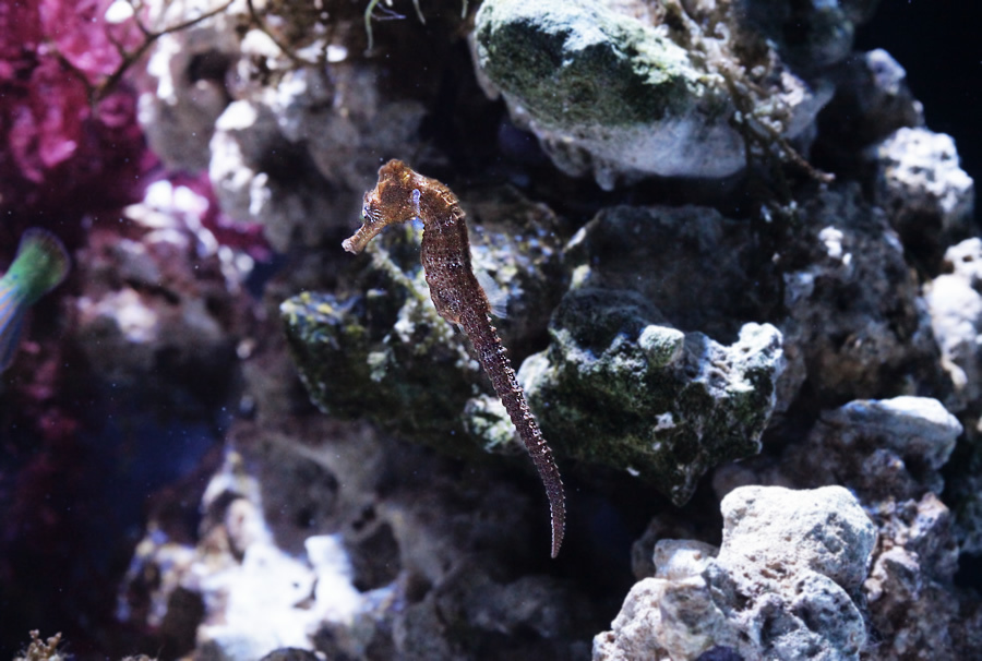 [假日好去處]超漂亮國際級水族展示廳,正式開放民眾<免費