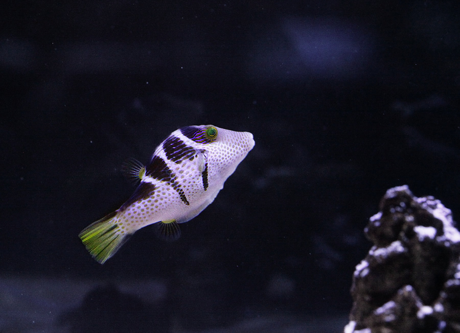 [假日好去處]超漂亮國際級水族展示廳,正式開放民眾<免費