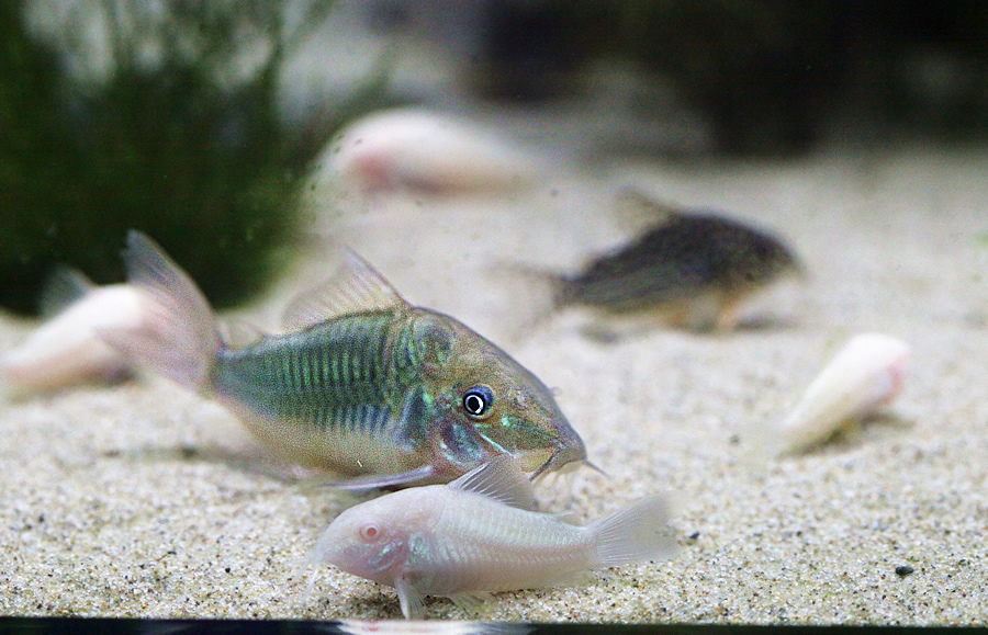 [假日好去處]超漂亮國際級水族展示廳,正式開放民眾<免費