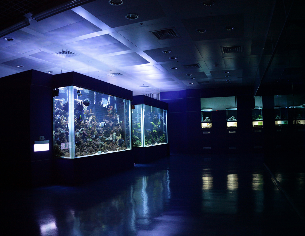 [假日好去處]超漂亮國際級水族展示廳,正式開放民眾<免費