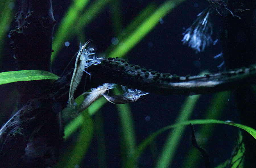 [假日好去處]超漂亮國際級水族展示廳,正式開放民眾<免費