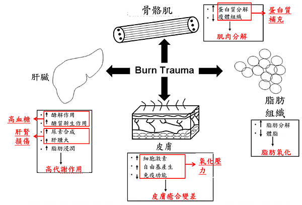 燒燙傷-3