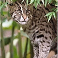 Fishing Cat.jpg