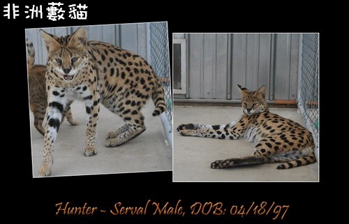 Serval-Hunter.jpg