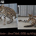 Serval-Hunter.jpg