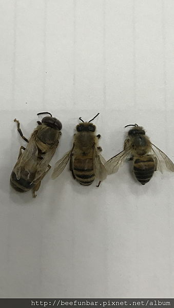 東方蜂VS西洋蜂@ Beefunbar蜂樂吧的部落格:: 痞客邦::