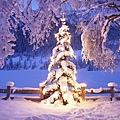 natural-christmas-tree-in-snow