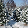 Christmas_Trees_5