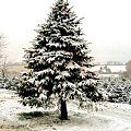 christmas_tree_06