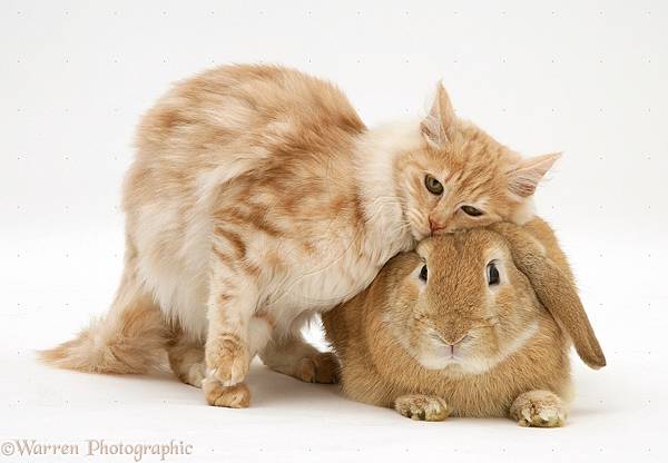 18021-Ginger-rabbit-and-cat-white-background.jpg