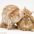 18021-Ginger-rabbit-and-cat-white-background.jpg