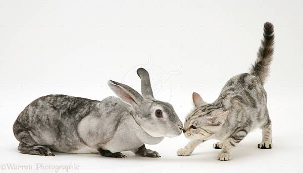 17866-Silver-tabby-cat-greeting-silver-rabbit-white-background.jpg