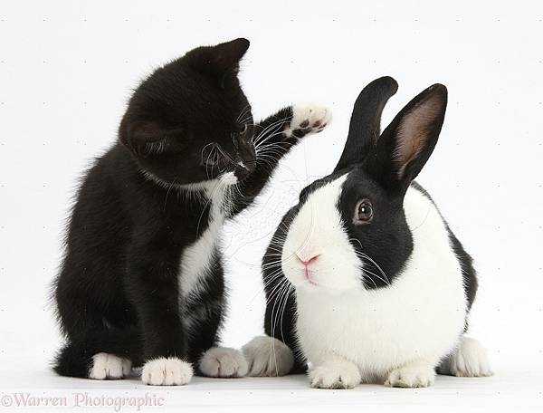 34093-Black-and-white-kitten-with-Dutch-rabbit-white-background.jpg