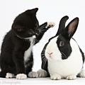 34093-Black-and-white-kitten-with-Dutch-rabbit-white-background.jpg