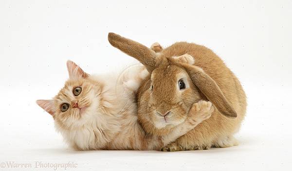 22497-Ginger-rabbit-and-cat-white-background.jpg