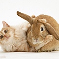 22497-Ginger-rabbit-and-cat-white-background.jpg