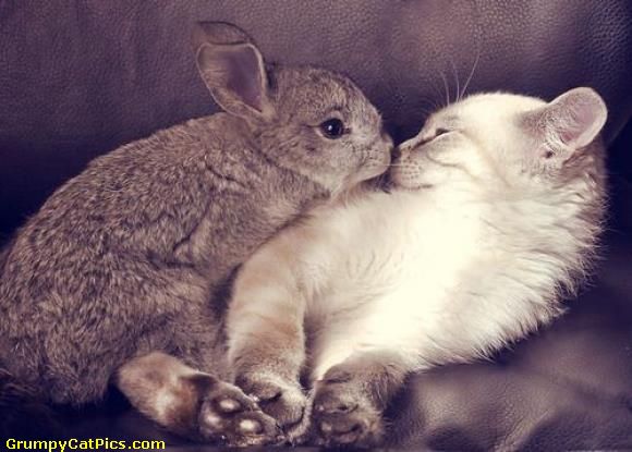 A-Bunny-Rabbit-And-A-Kitty-Pussy-Cat-Love-And-Kisses.jpg