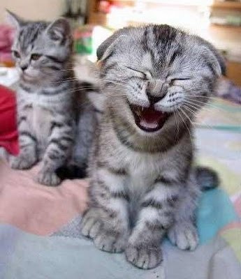 cute-cat-laughing--large-msg-128926464116.jpg