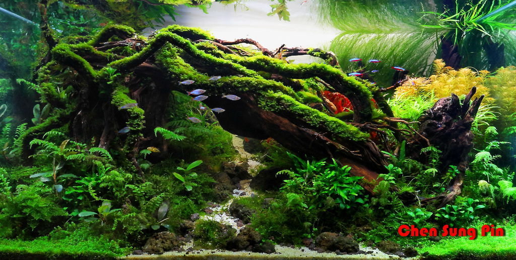 IMG_8751土耳其比賽.jpg IMG_8751土耳其比賽.jpg