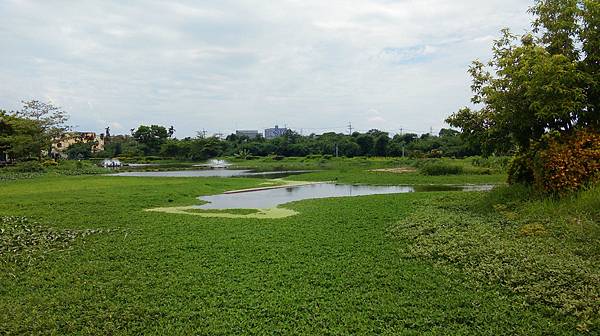 大林明華濕地