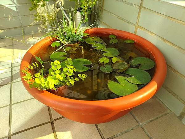 生態缸+水生植物